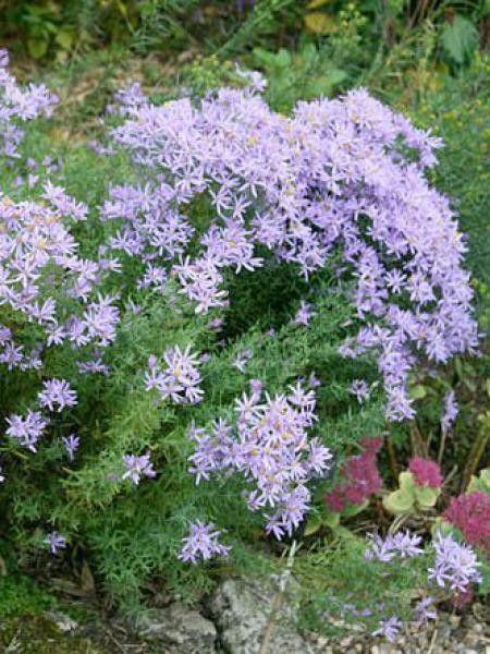 Aster à feuilles de sedum 'Nanus'
