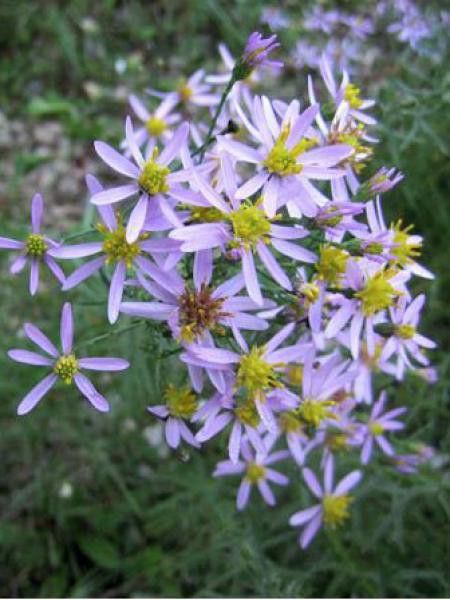 Aster à feuilles de sedum