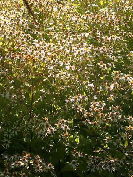 Aster à feuilles en coeur 'Silver Spray'