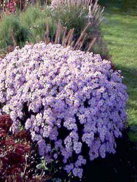 Aster ageratoides 'Asran'
