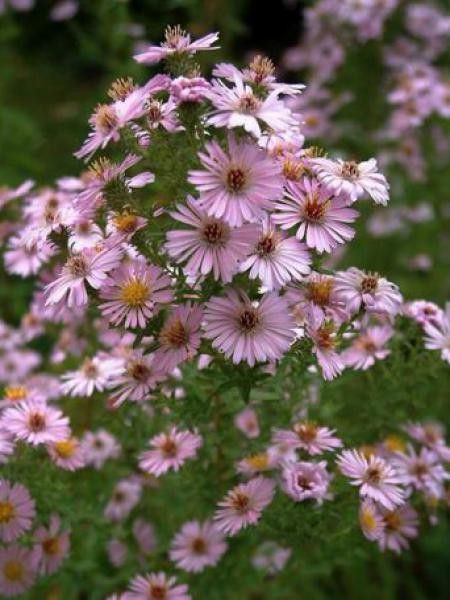 Aster amethystinus 'Kylie'