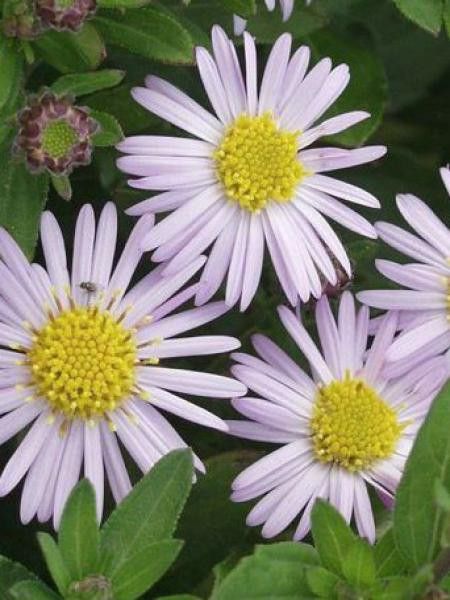 Aster 'Asmoe'