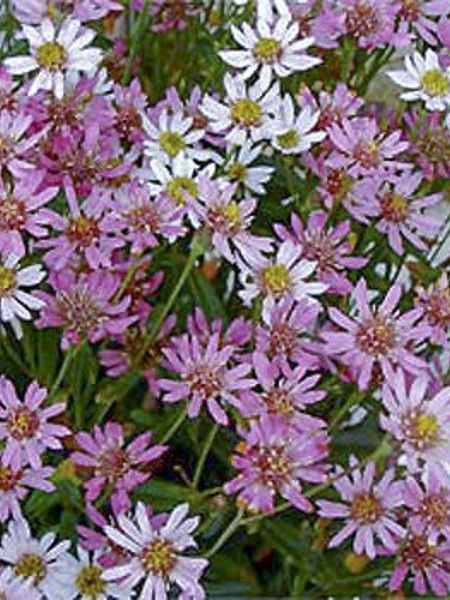Aster 'Asrugo'