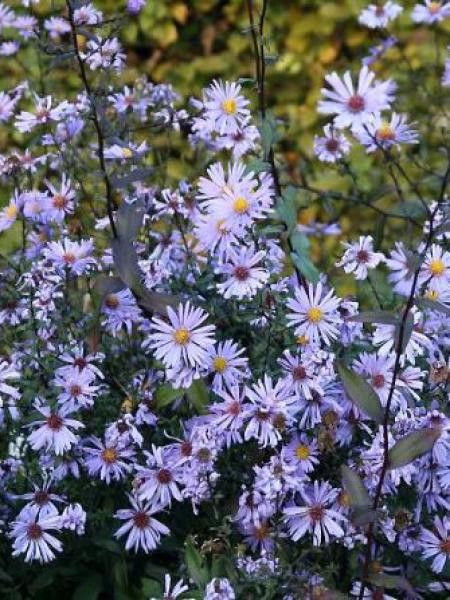 Aster 'Blauschleier'