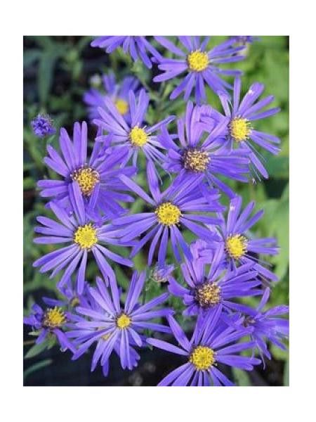 Aster 'Blue autumn'