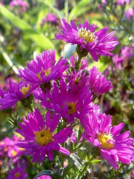Aster 'Carmen'