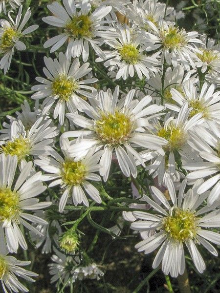 Aster datschii