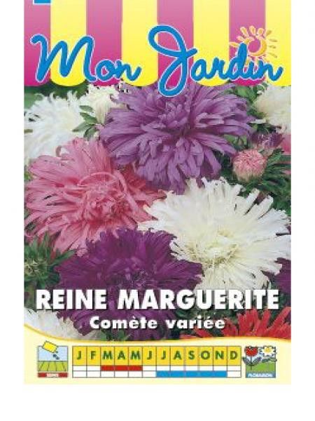 Aster de Chine 'Comète' en mélange
