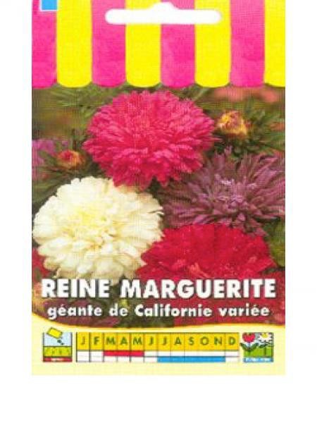 Aster de Chine 'Géante de Californie' en mélange