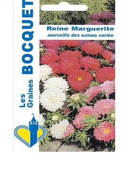 Aster de Chine 'Merveille des Naines' en mélange