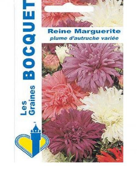 Aster de Chine 'Plume d'autruche' en mélange
