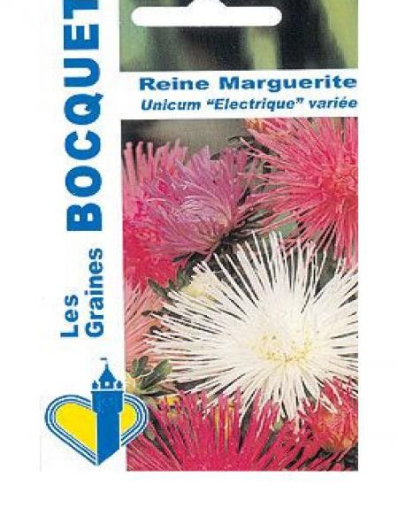 Aster de Chine 'Unicum électrique' en mélange