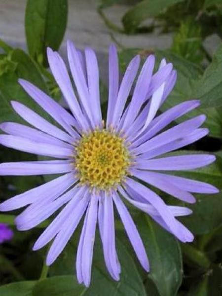 Aster de Frikart 'Wunder von Stäfa'