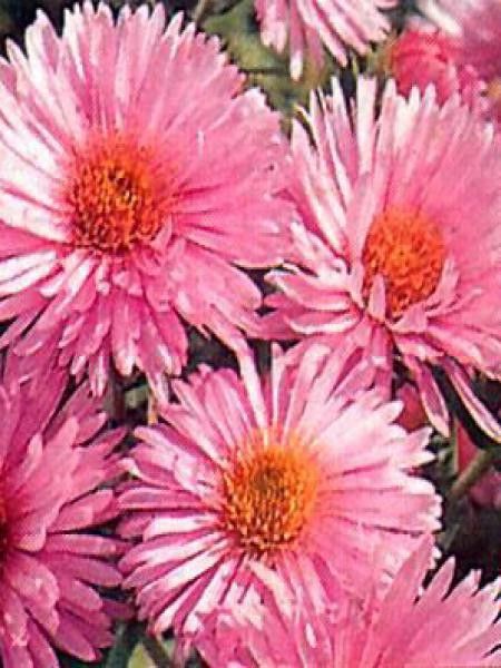 Aster de la Nouvelle-Angleterre 'Harrington Pink'