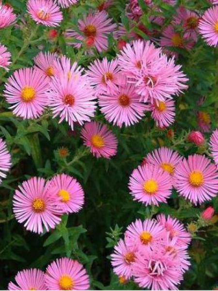 Aster de la Nouvelle-Angleterre 'Rudelsburg'