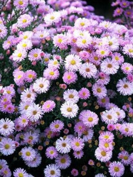 Aster de la Nouvelle Belgique 'Strawberry & Cream'