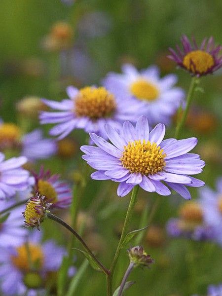 Aster de Mongolie 'Antonia'