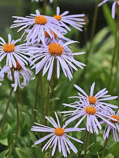 Aster de printemps 'Napsbury'