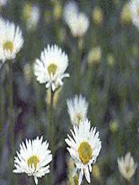 Aster des Alpes 'Albus'