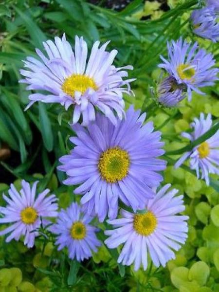 Aster des Alpes 'Goliath'