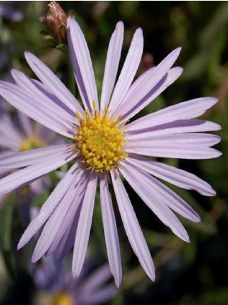 Aster des Pyrénées 'Lutetia'