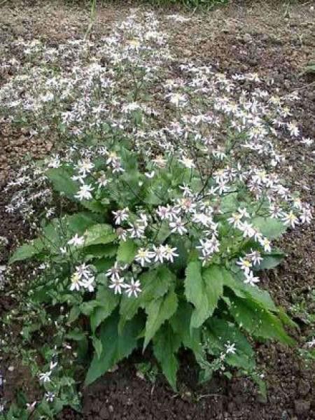 Aster divariqué 'Tradescant'