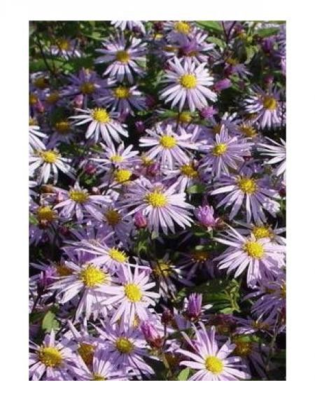 Aster 'Eleven purple'