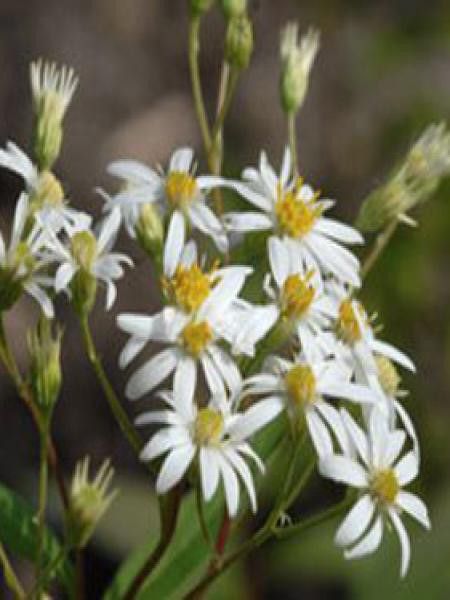 Aster en ombelles 'Weissershirm'