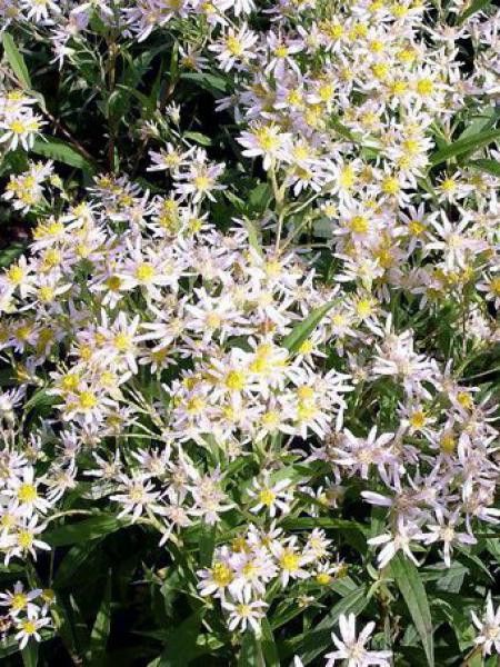 Aster en ombelles 