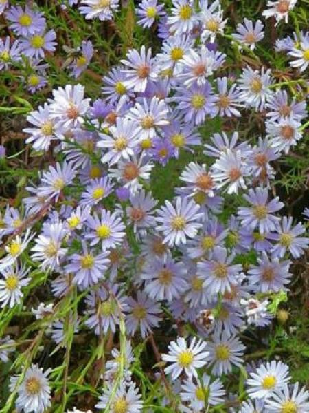 Aster ericoides 'Blue Star'