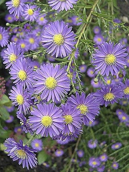 Aster ericoïdes 'Blue Wonder'