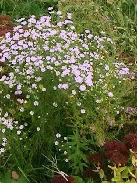 Aster ericoides 'Erlkoenig'