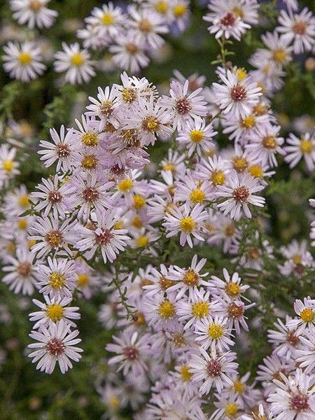 Aster ericoïdes 'Pink Cloud'