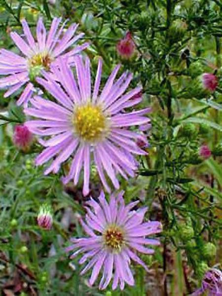 Aster ericoides 'Pink Star'