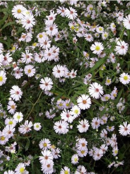 Aster ericoides 