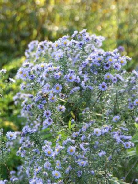 Aster 'Freiburg'