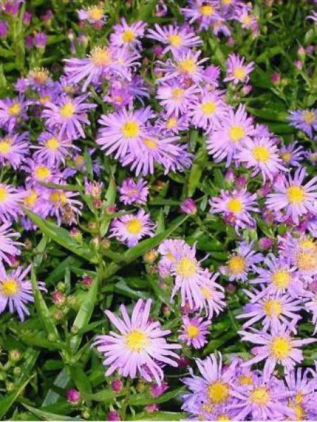 Aster grand d'automne 'Blütenmeer'