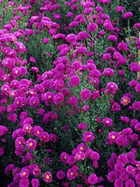 Aster grand d'automne 'Elta'