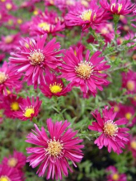 Aster grand d'automne 'Karminkuppel'
