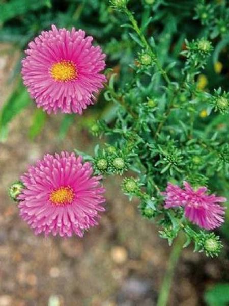 Aster grand d'automne 'Lady Frances'