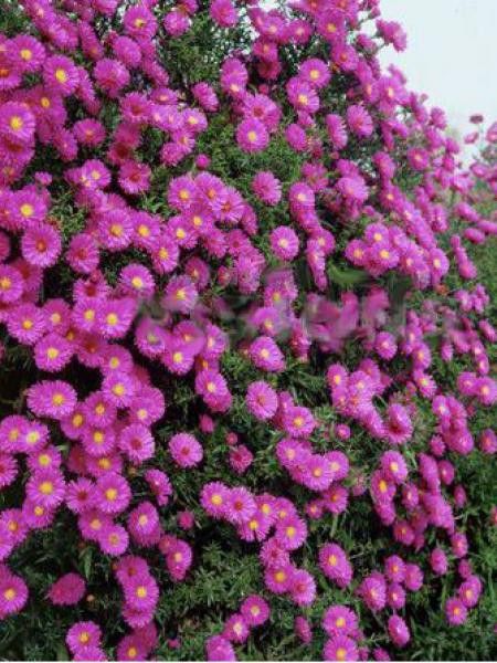 Aster grand d'automne 'Lisette'