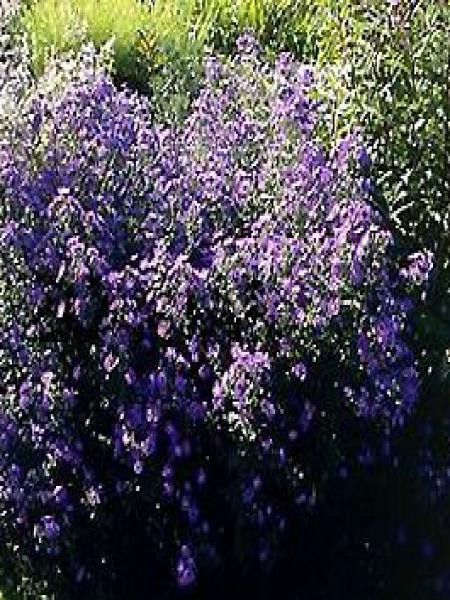 Aster grand d'automne 'Reitlingstal'