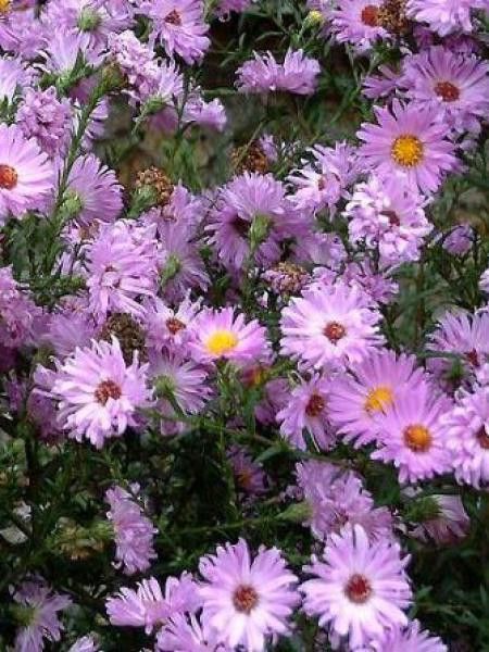 Aster grand d'automne 'Rosenhügel