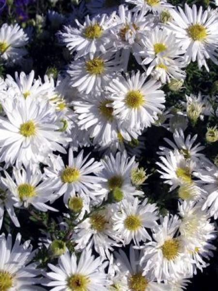 Aster grand d'automne 'Schneeberg'