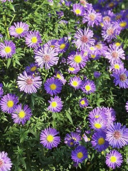 Aster grand d'automne 'Shöne von Dietlikon'
