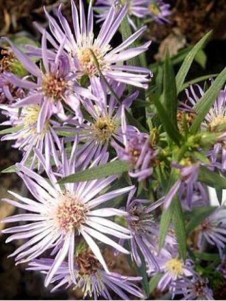 Aster  'Herfstweelde'