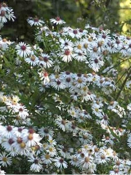 Aster laterifolius 'Chloe'