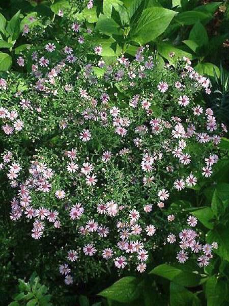 Aster laterifolius 'Coombe Fishacre'