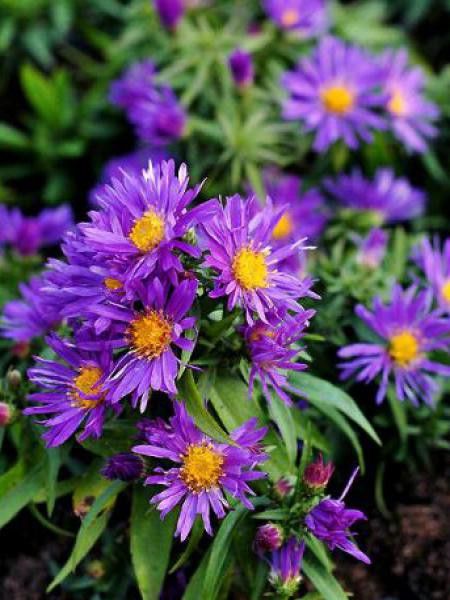 Aster nain 'Augenweide'