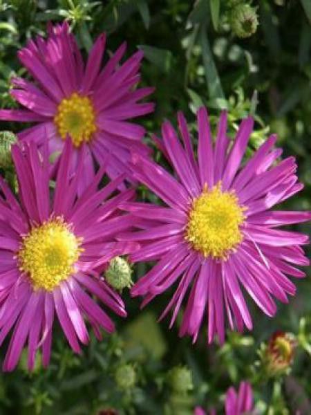 Aster nain 'Bahamas'